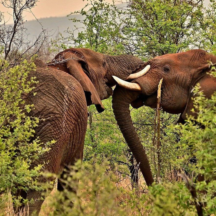 Two elephants are playfully interacting with each other, their trunks entwined, amidst lush greenery.