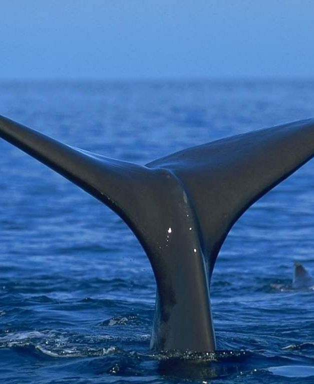 A whale's graceful tail disappearing beneath the water - Brewery Gulch Inn & Spa