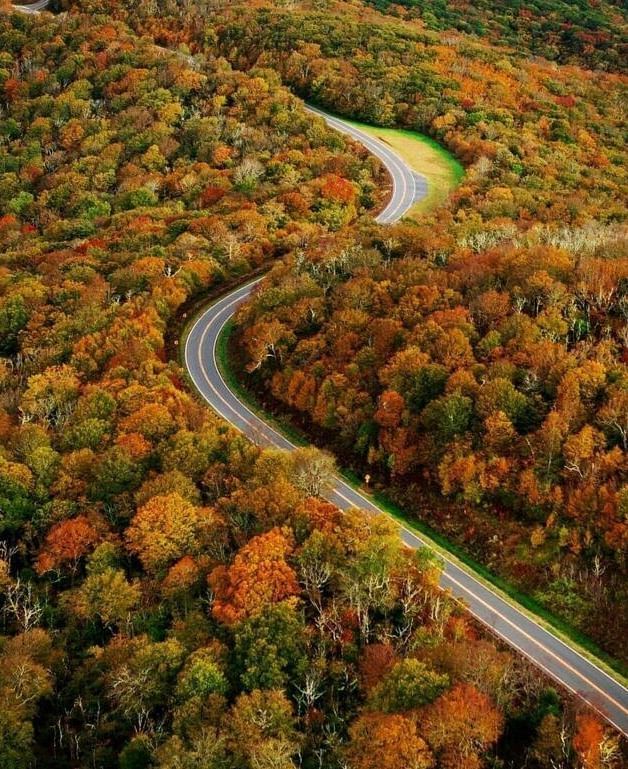 a tiny road trail passing through a dense autumn forest with a colorful canopy