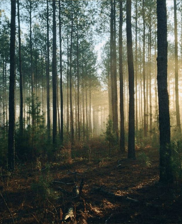 a dense green forest with sun rays illuminating the entire area early in the morning