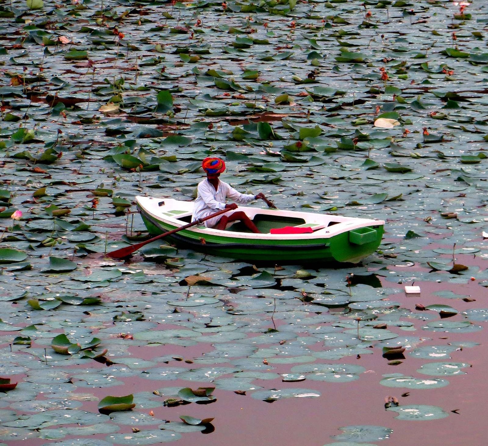 A person in a white shirt and a red turban rows a small boat through a body of water covered with lily pads- Shahpura Bagh.