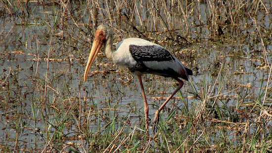Umaid Palace Dausa  bharatpur bird sanctuary 1