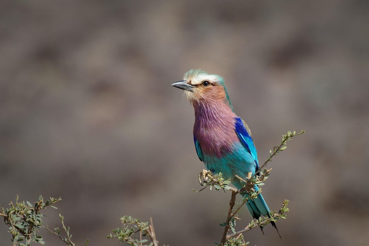 bird-7765384 1280