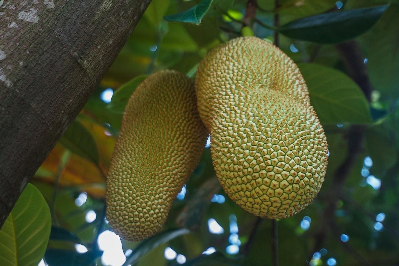 fruit-4515210 1280