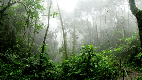 An image of dense forest clouded by mist during the monsoon 