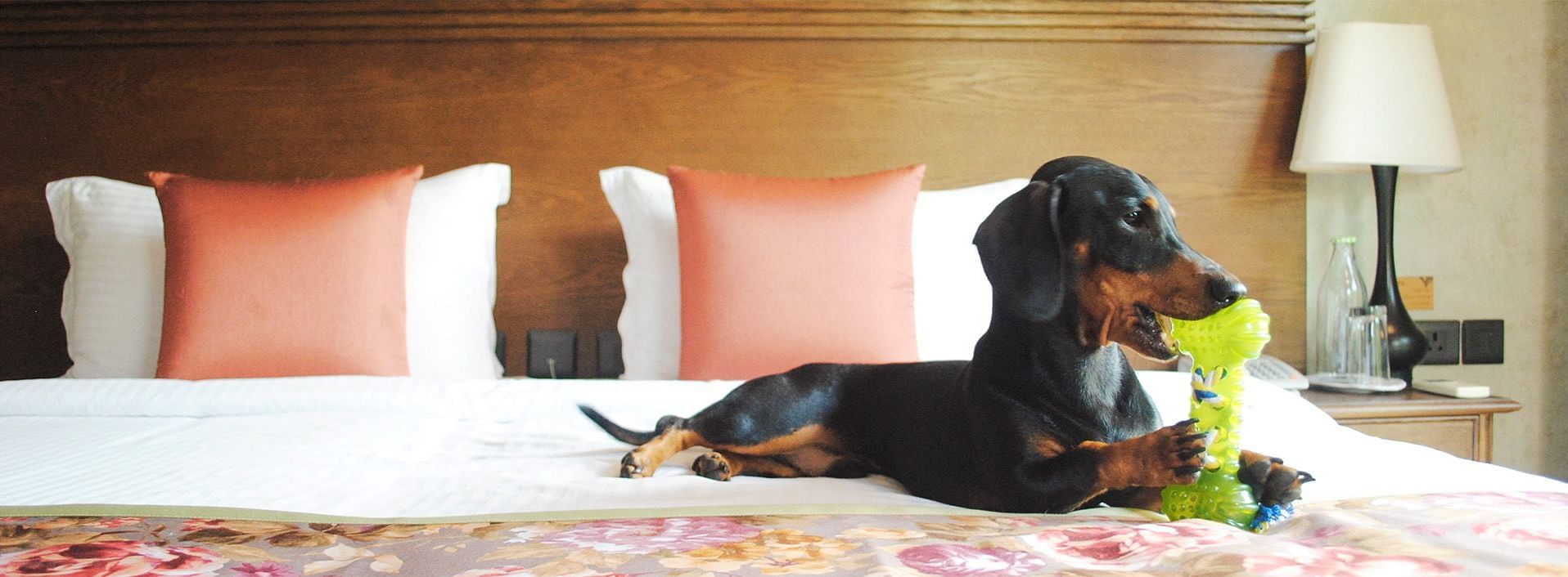 Puppy on a bed in a room at Karma Chalets