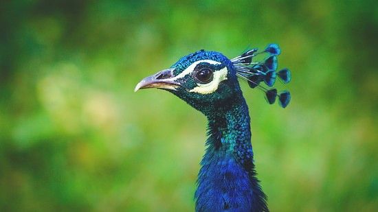 a close up shot of a peacock looking into the distance while the background being blurred
