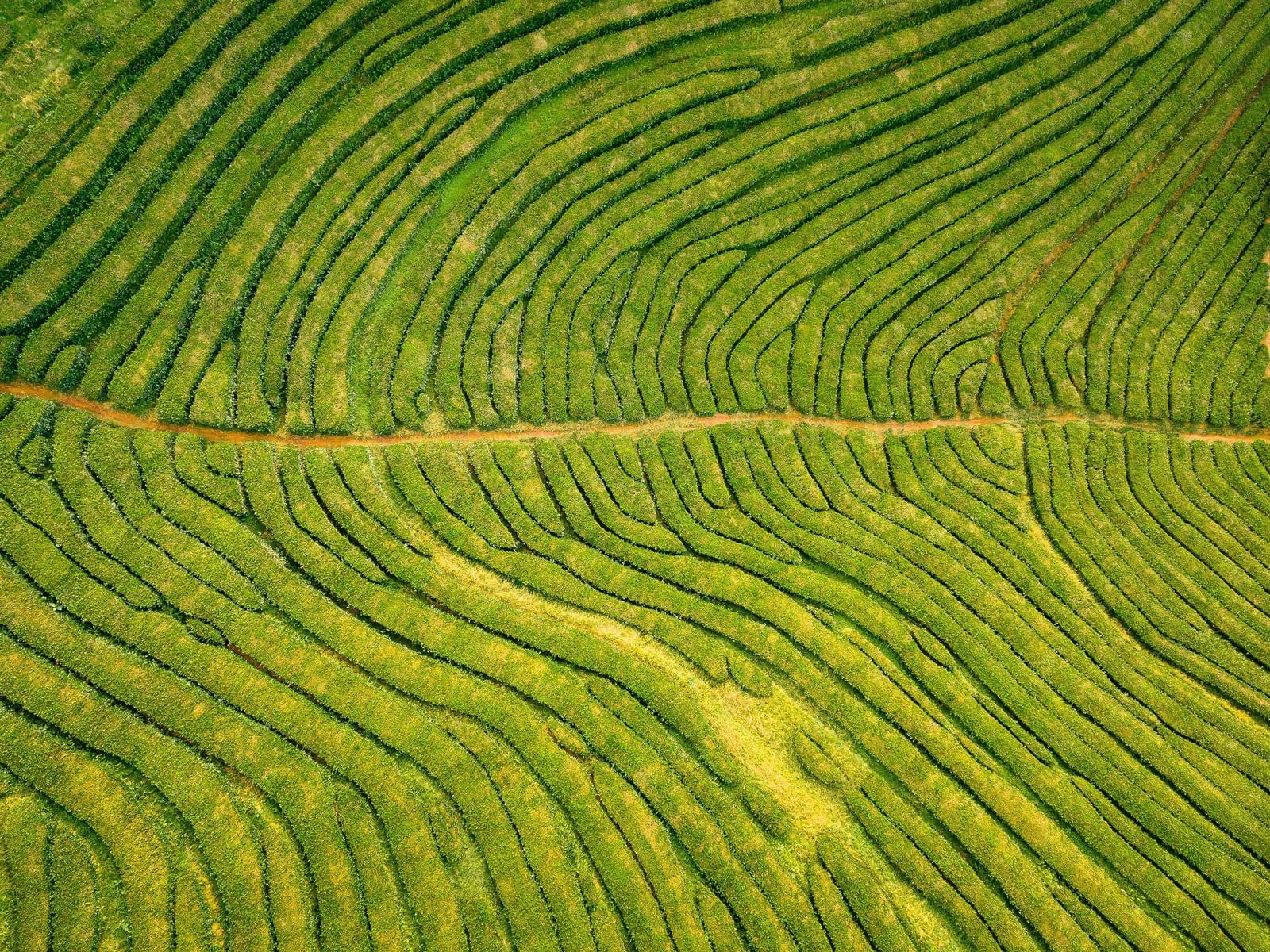 Aerial view of lush green tea plantations with neat rows curving across the hillside, showcasing the beauty of tea estates.