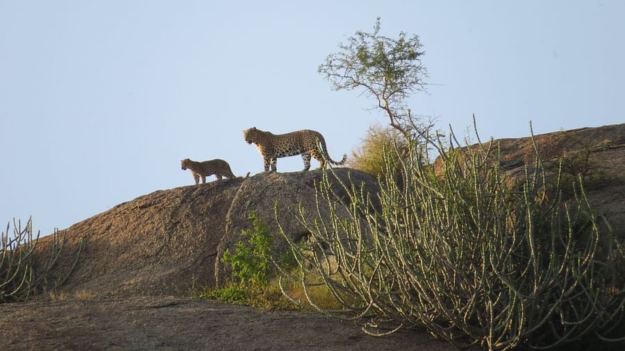 Clarks Safari Jawai - two leopards sighted on top of a hill