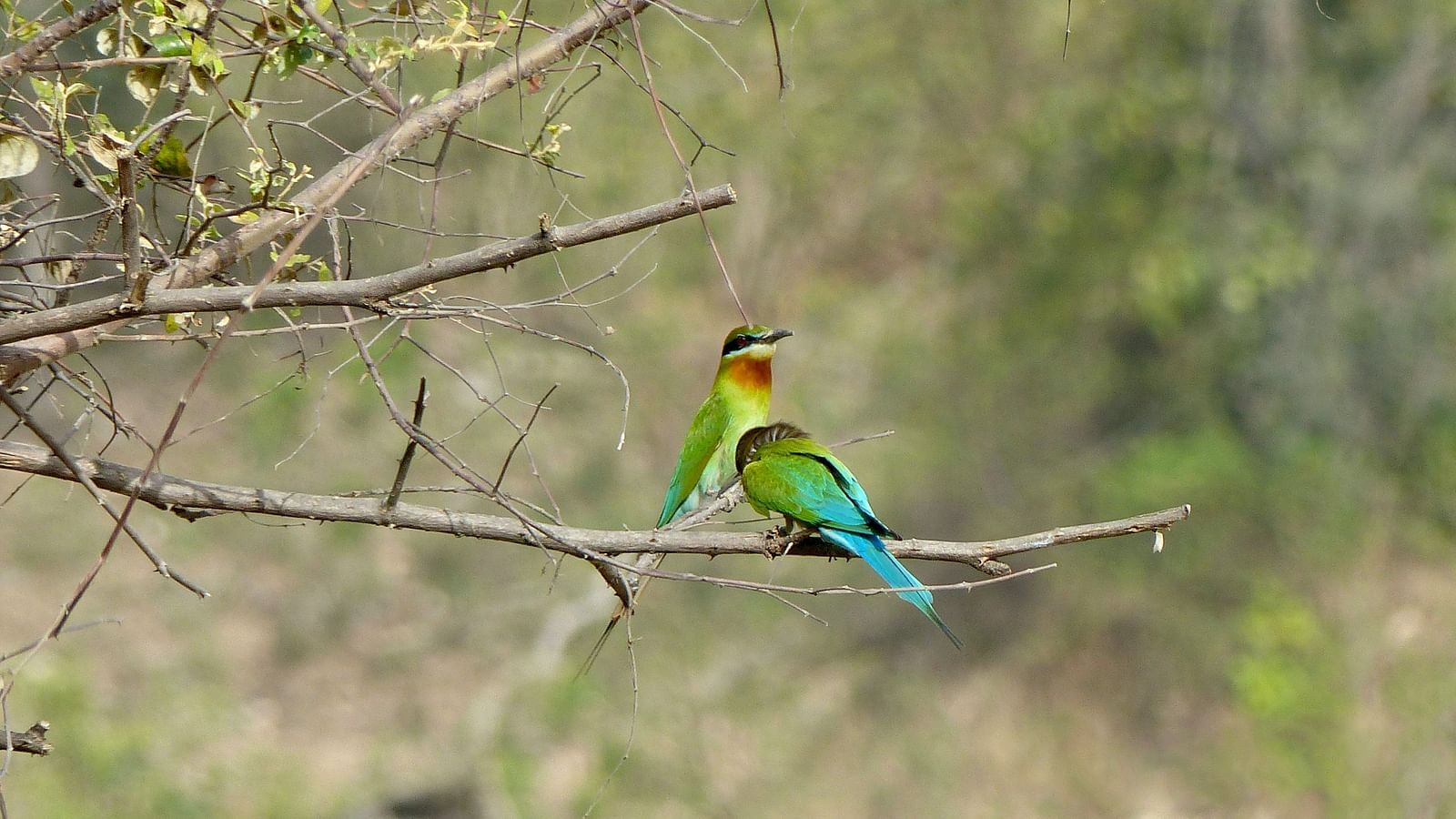 A Garhwal bird sitting on a branch of a tree in Jim Corbett National Park.