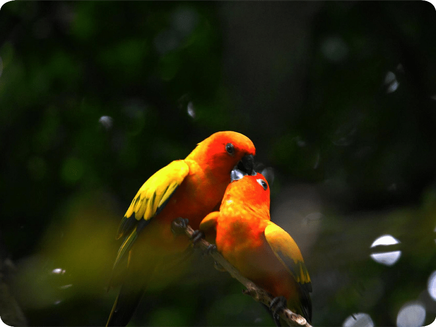 Birds of Malnad 