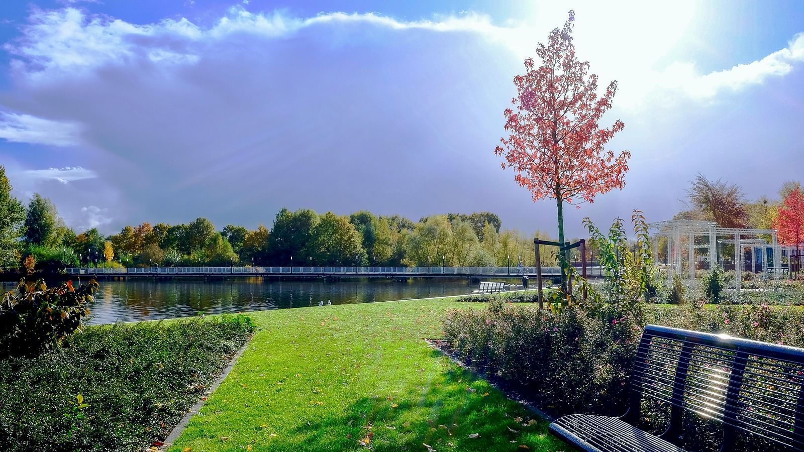 an image of a garden with trees