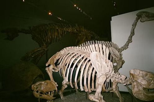 Dinosaur skeleton fossil displayed in a dimly lit natural history museum room.