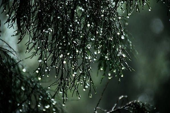 Close-up of pine needles with water droplets.
