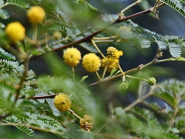A close-up image of Acacia Nilotica with a few flowers (Gum Arabic Tree or  Babul)