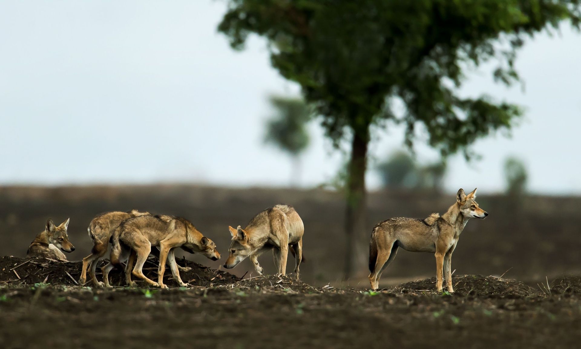 Indian grey wolf pack in a grassy habitat.