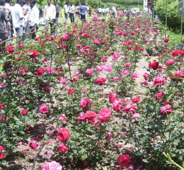 A garden filled with pink roses and a crowd moving besides it
