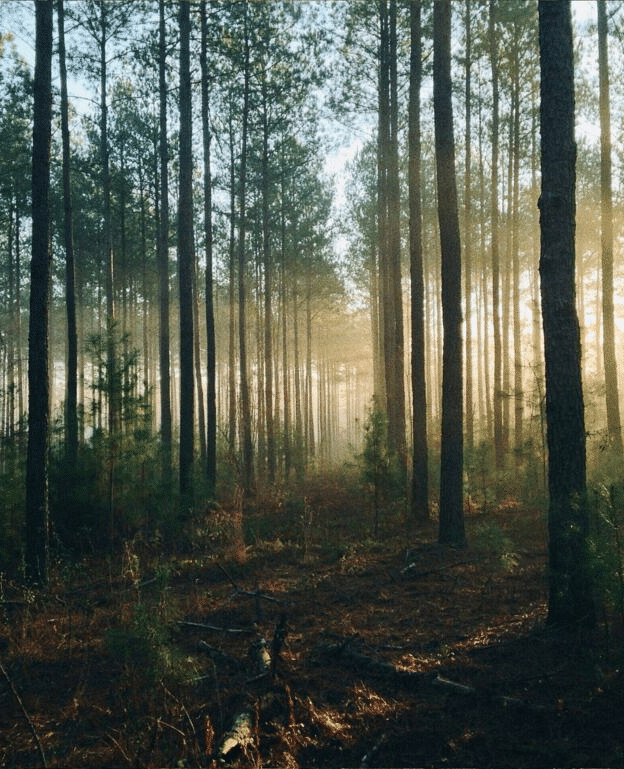 a dense green forest with sun rays illuminating the entire area early in the morning