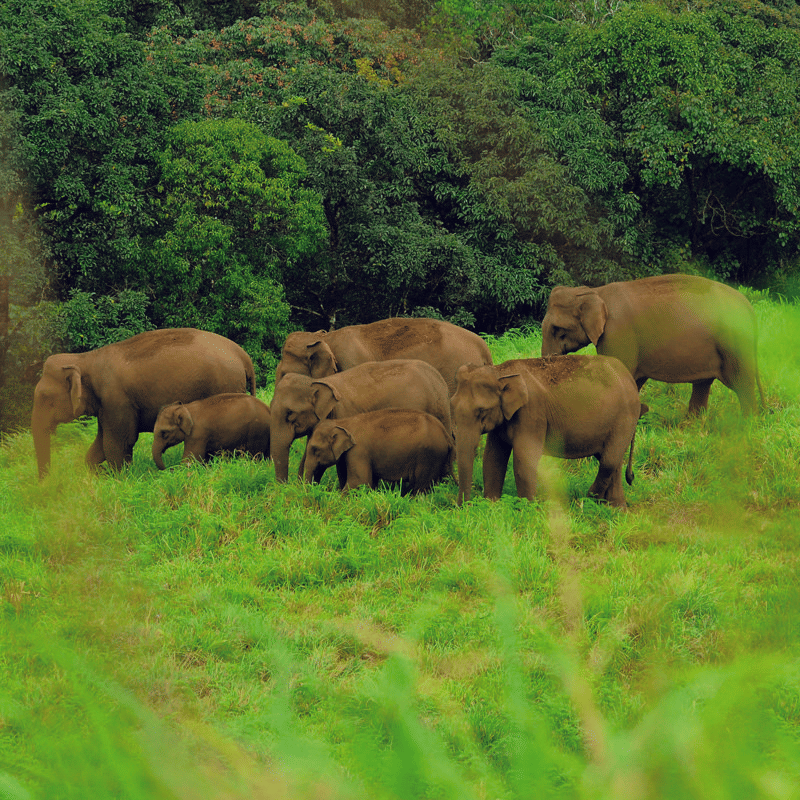 A far-out view of a herd of elephants wandering in the woods near Abad Green Forest, Thekkady.