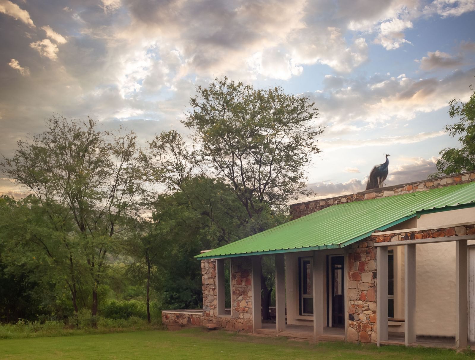 A peacock sitting on a building at our lodge - Trees N Tigers, Sariska