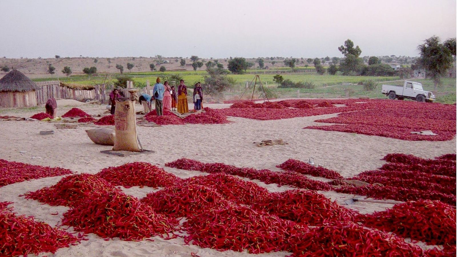 Red chillies being dried in the open desert