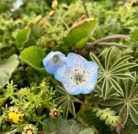 An image of a flower blooming amidst varieties of plants
