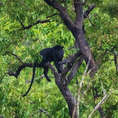 Black panther perched in a tree amidst green foliage.