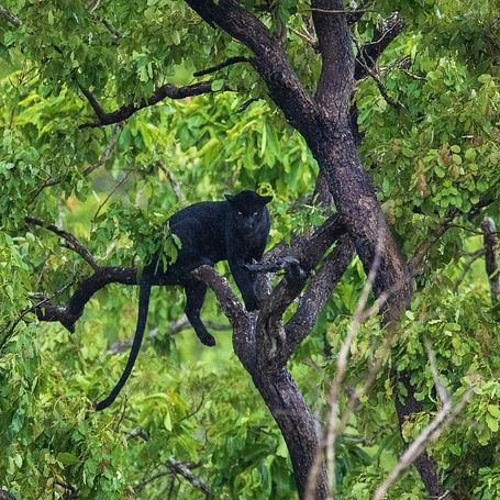 blackpanther1