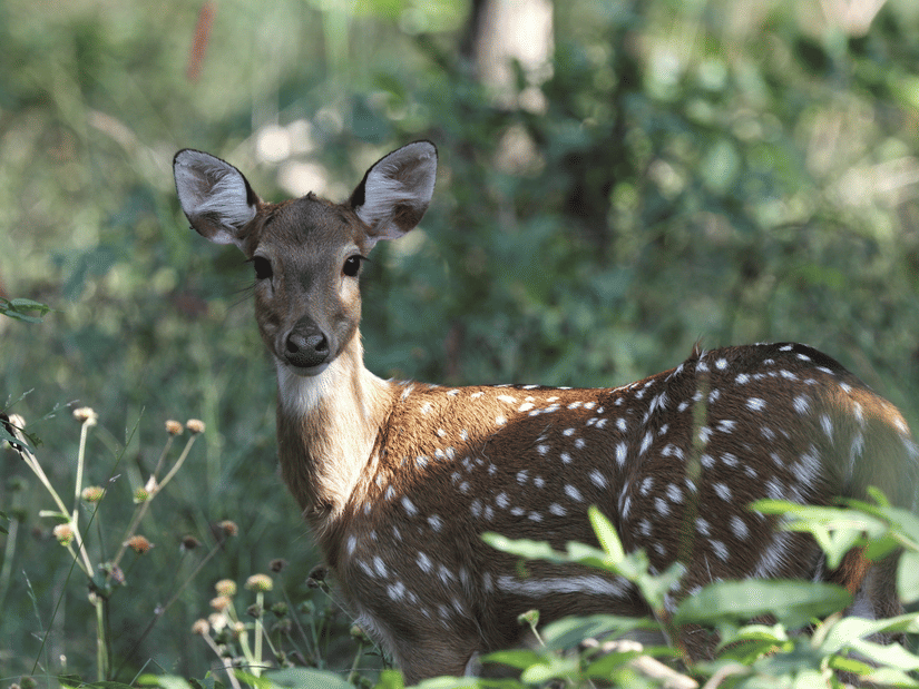 A spotted deer stands gracefully among plants in a forest.