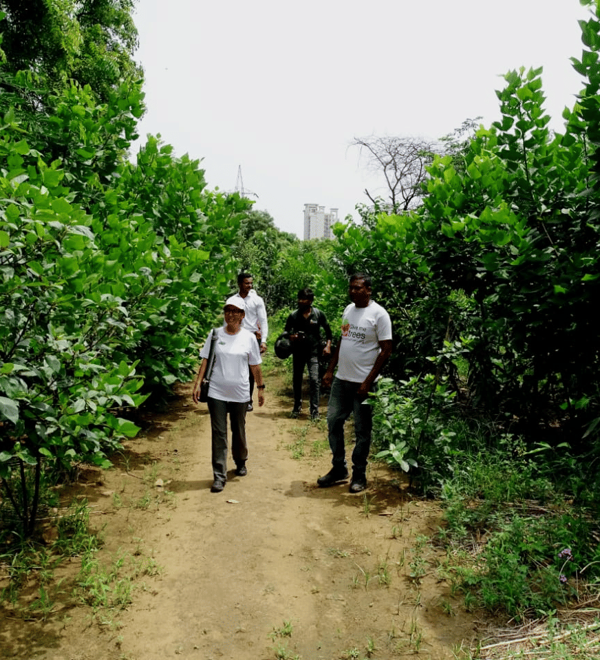 devakad-forest-walkway