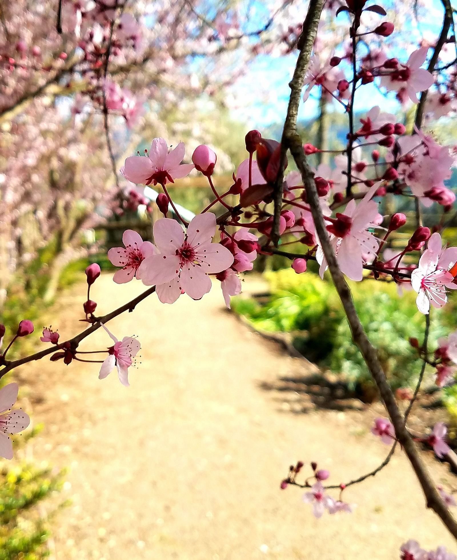 Beautiful close-up of pink cherry blossoms in full bloom - Brewery Gulch Inn & Spa