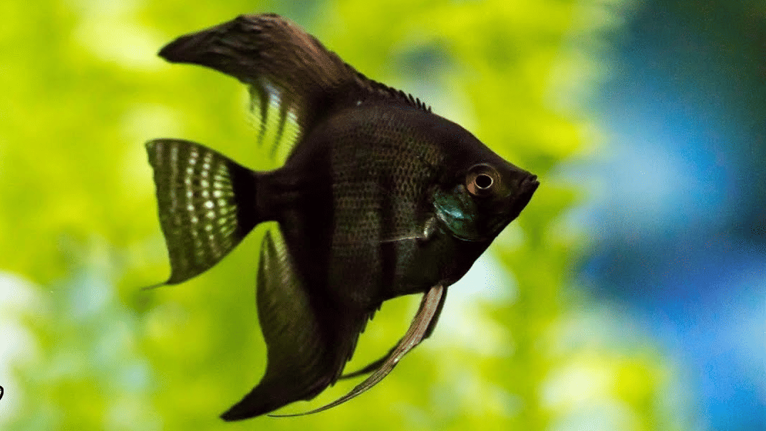 A graceful, triangular-shaped Angel fish with long, trailing fins and dark vertical stripes swimming near plants.