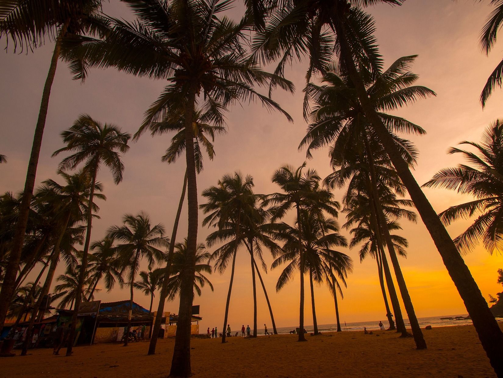 Palm trees silhouetted against a vibrant tropical sunset.