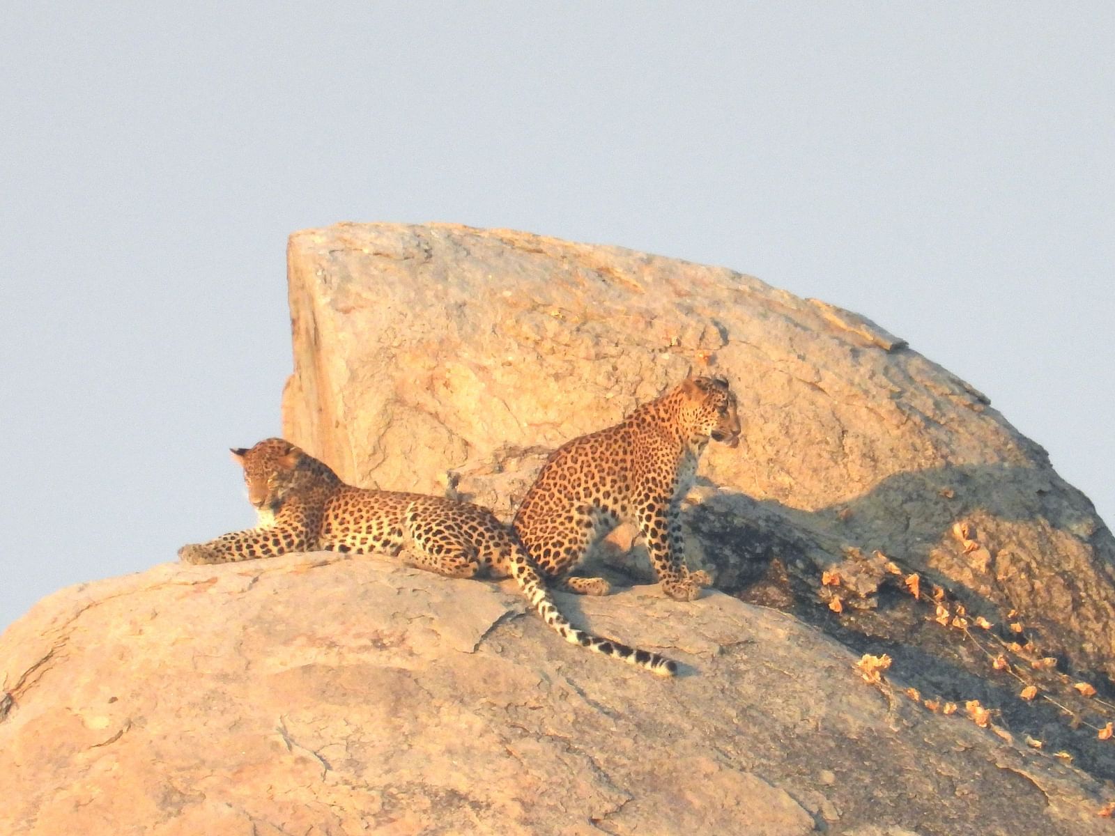 An image of two leopards resting on top of the rocks which has a backdrop of blue sky