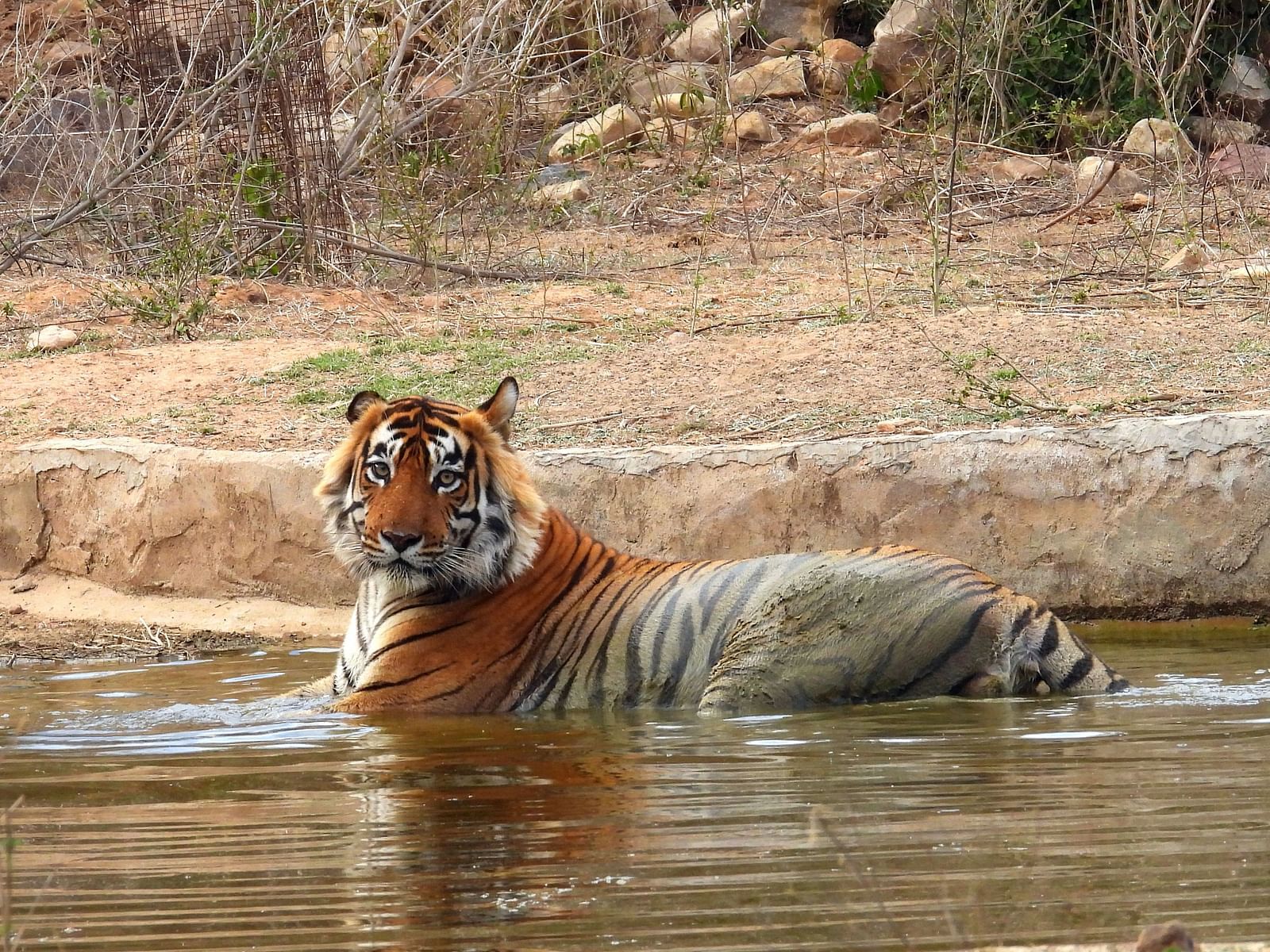An overview of a tiger resting in a water body in Sariska Tiger Reserve - Utsav Camp Sariska.