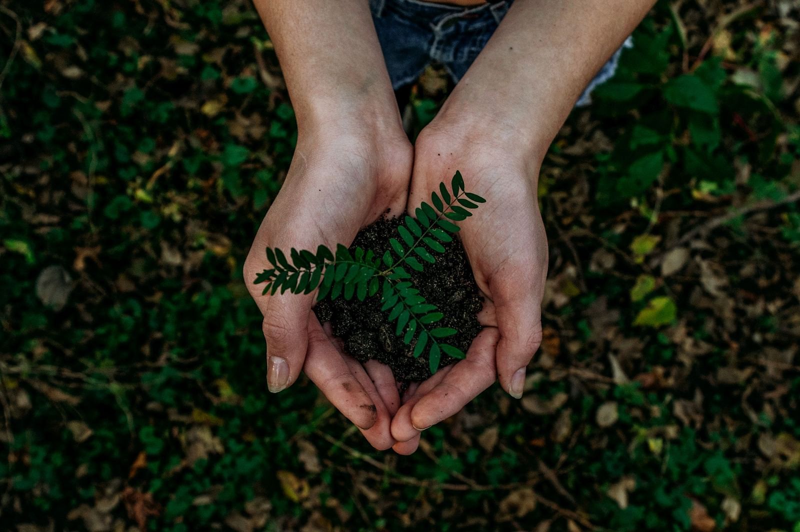 a person holding a tree sapling
