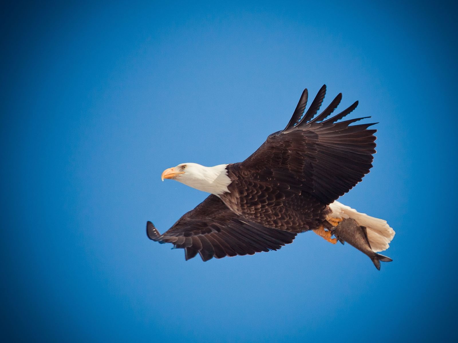 A close up shot of a bald eagle flying with blue sky in the background.