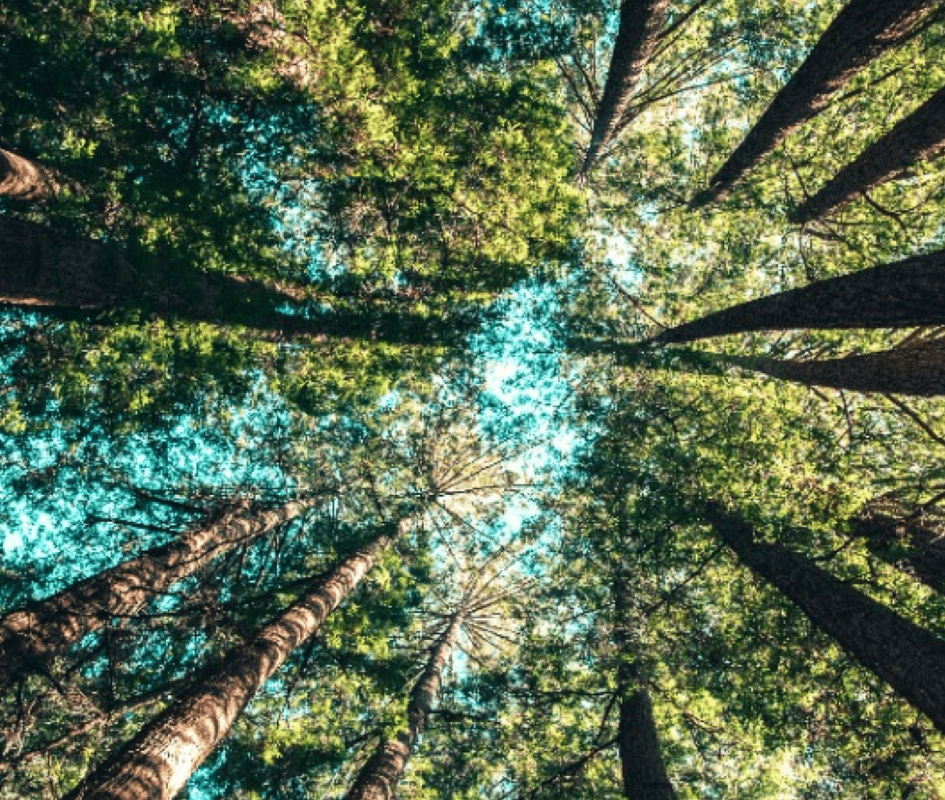 A skyview image of a forest covered by trees | Kavya Resort and Spa, Nagarkot