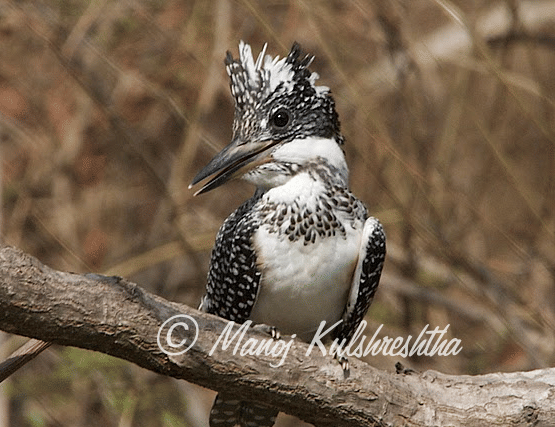 A crested kingfisher with black and white speckled plumage perched on 1 thick tree branch.
