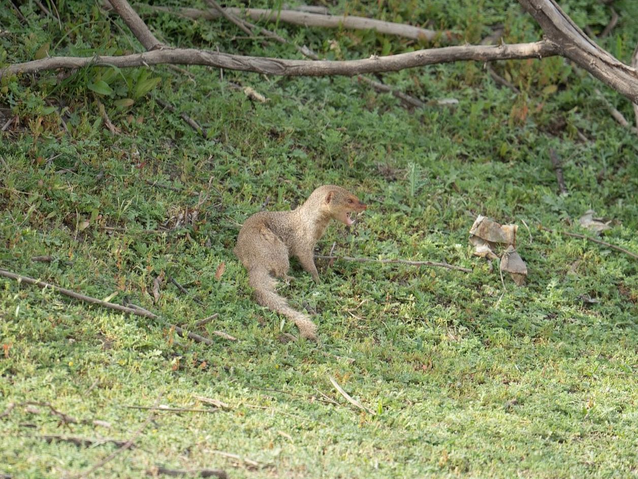 A Mongoose on in a forest at Wildlife sanctuary