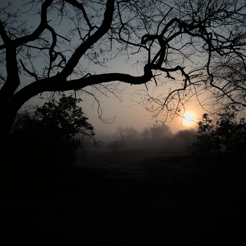image of a sunset captured in an angle where trees form a canopy