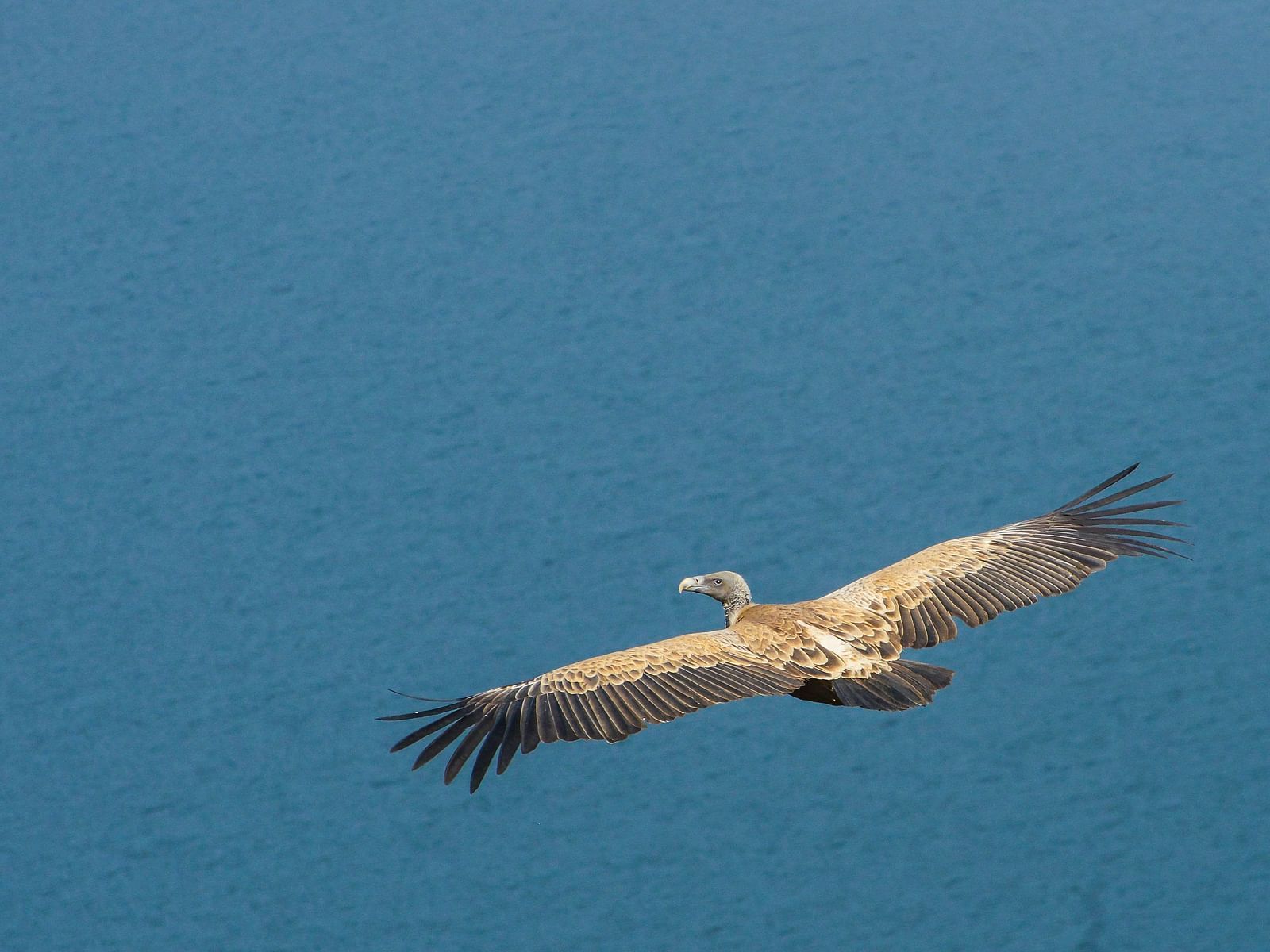 Picture of an Indian vulture flying in the air, wings spread and captured in the day time