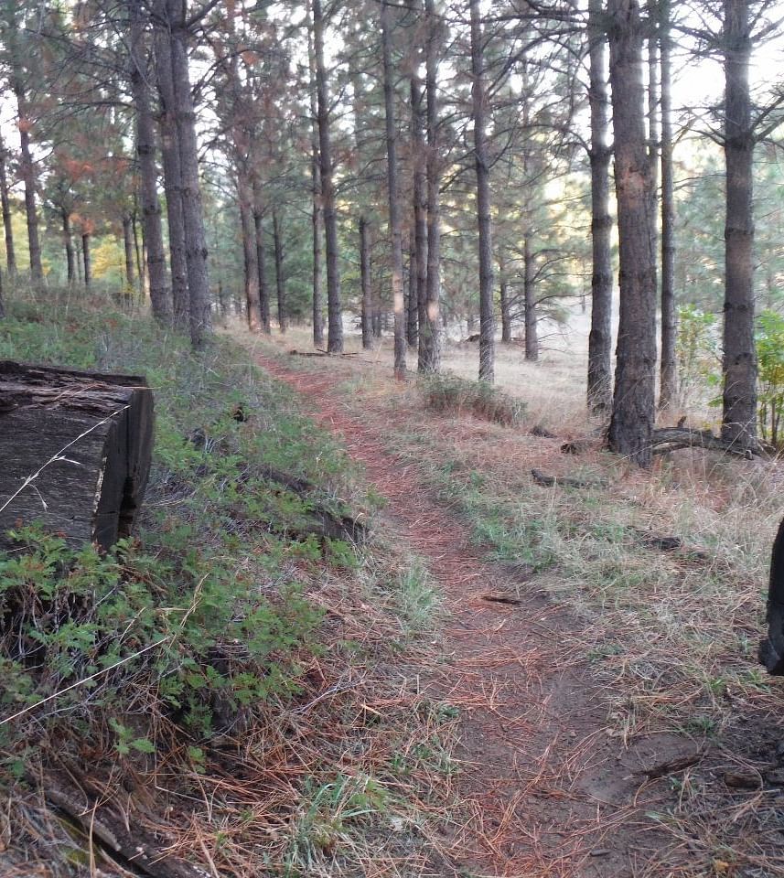 Image of Little Golden Forest Trail Head, featuring a misty atmosphere and a scenic pathway surrounded by towering trees and lush greenery