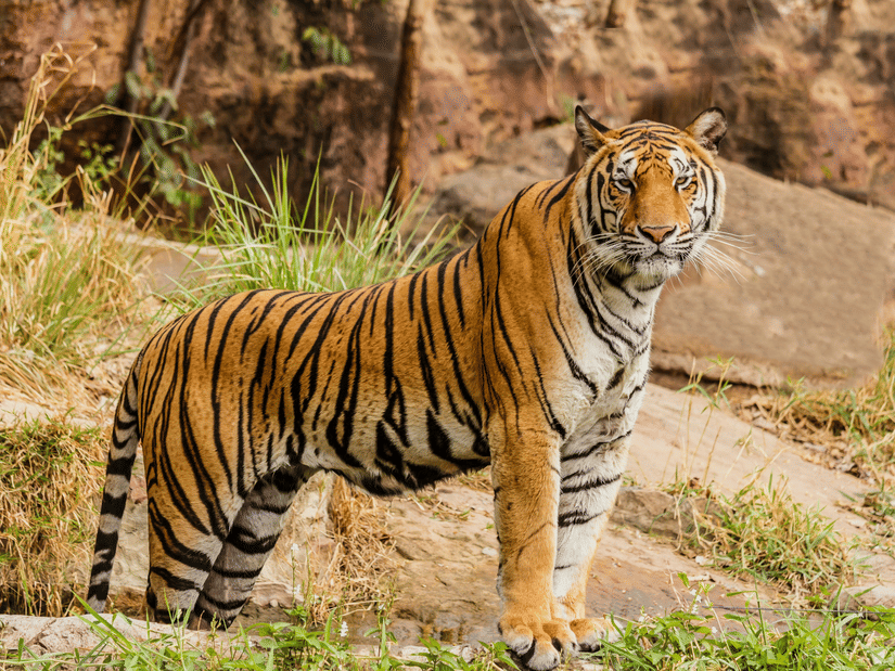 A Bengal tiger stands alert amidst rocky terrain, surrounded by dry grass and dense foliage.