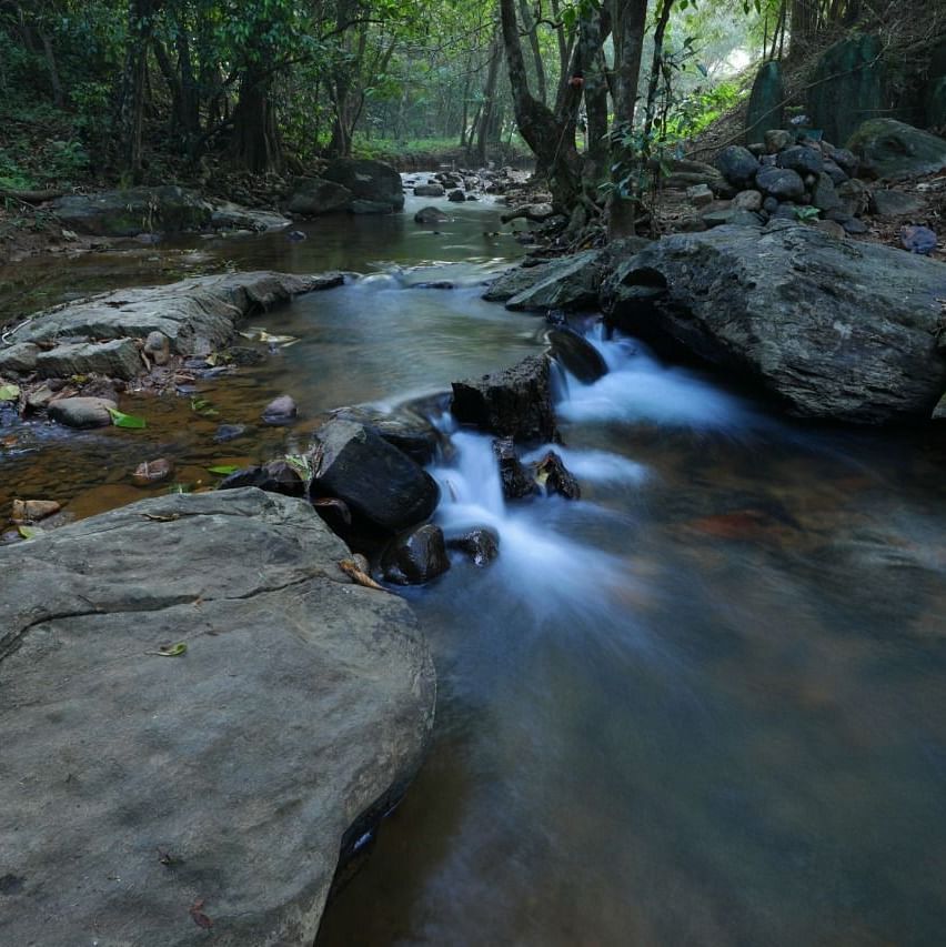 A rocky stream flowing through a dense forest, with clear water rushing over stones and tree roots.- Wayanad
