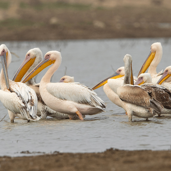 Birding at Surya Bagh Ajabgarh