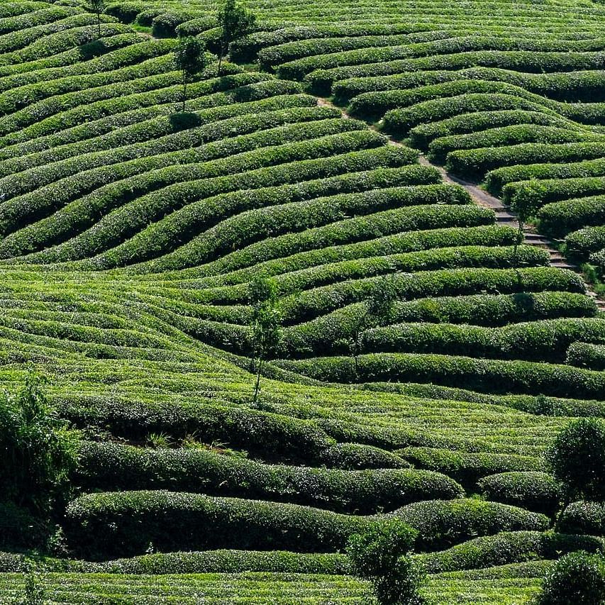 Lush green tea gardens on the rolling hills of Kurseong, West Bengal.
