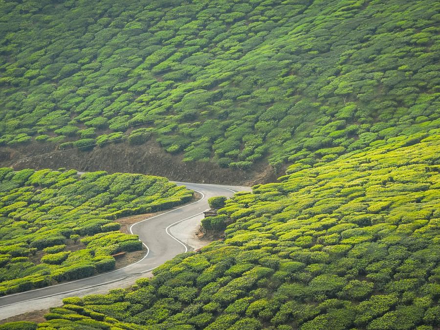 an image of a hill road between tea plantation