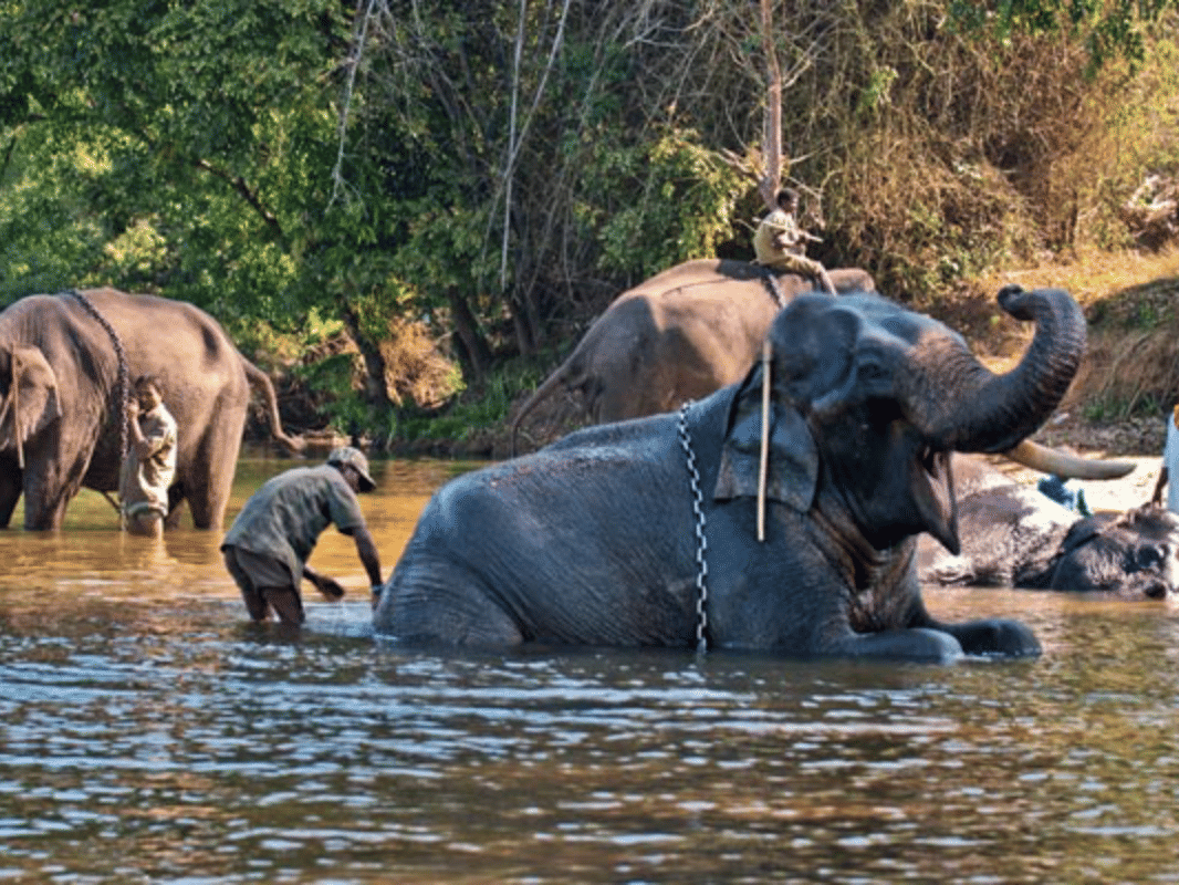 Elephants at the Dubare camp