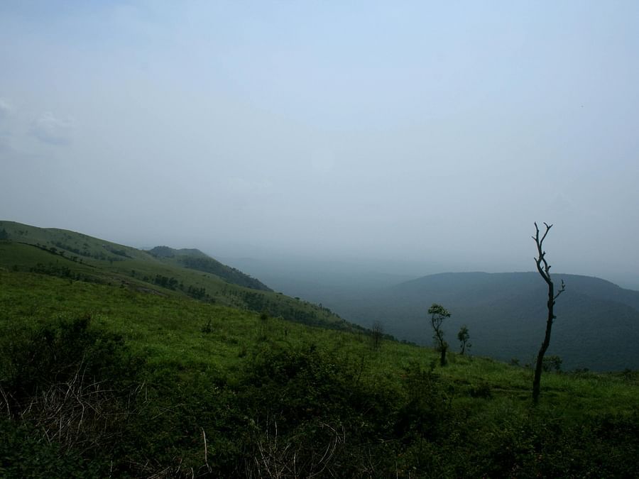 A panoramic view of the rolling, grassy hills under a hazy sky, with a few sparse trees in the foreground.